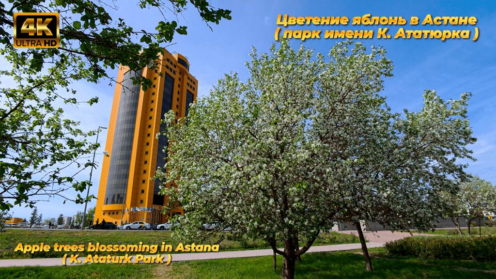 Apple trees blossoming in Astana, Atatürk Park