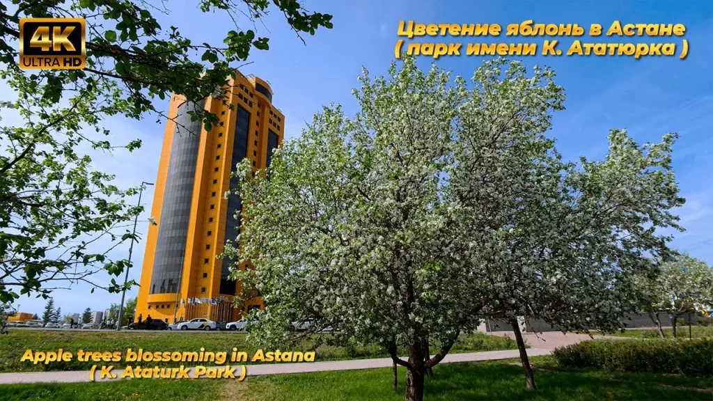 цветение яблонь в астане